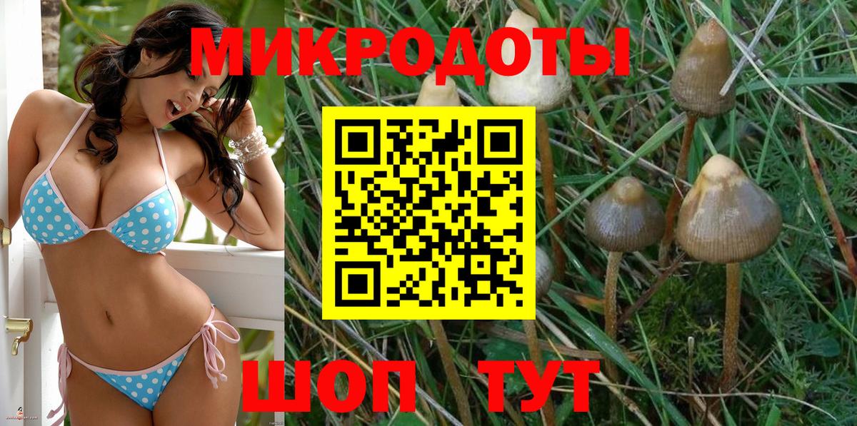 Заводоуковск  Галлюциногенные грибы Psilocybe  Вход с VPN 