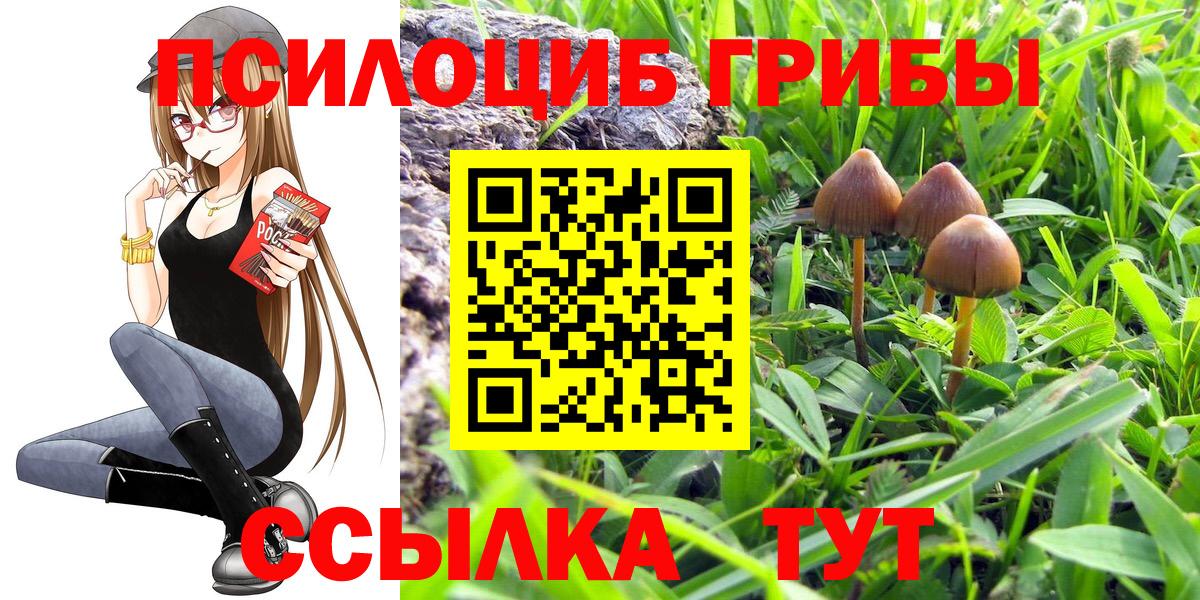 Псилоцибиновые грибы Psilocybe  Заводоуковск 